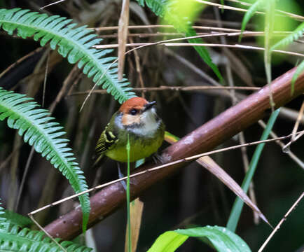 Image of Rufous-crowned Tody-Flycatcher