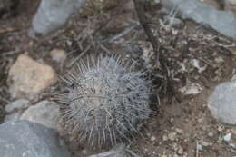 Image of Thelocactus conothelos subsp. argenteus (Glass & R. A. Foster) Glass