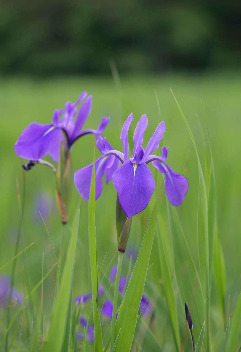 Слика од Iris laevigata Fisch.