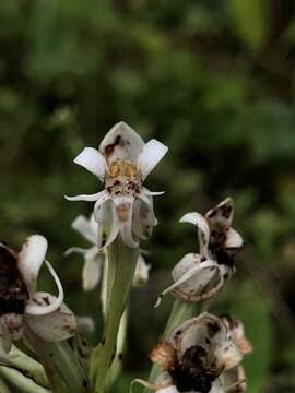 Image of Tropical False Rein Orchid