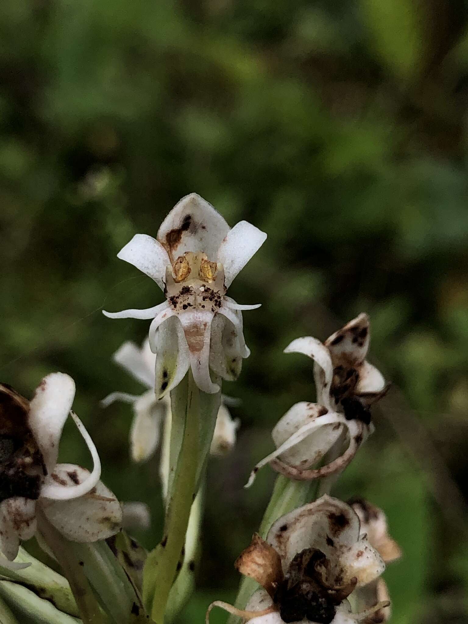 Слика од Habenaria monorrhiza (Sw.) Rchb. fil.