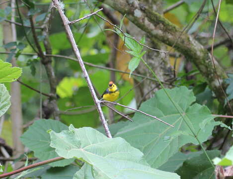 Image of Collared Whitestart