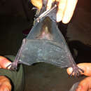 Image of Pale-faced Bat