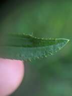 Imagem de Rhexia parviflora Chapm.