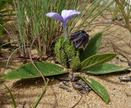 Image of Barleria crabbeoides I. Darbysh.