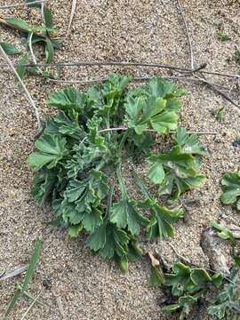 Imagem de Artemisia japonica Thunb.