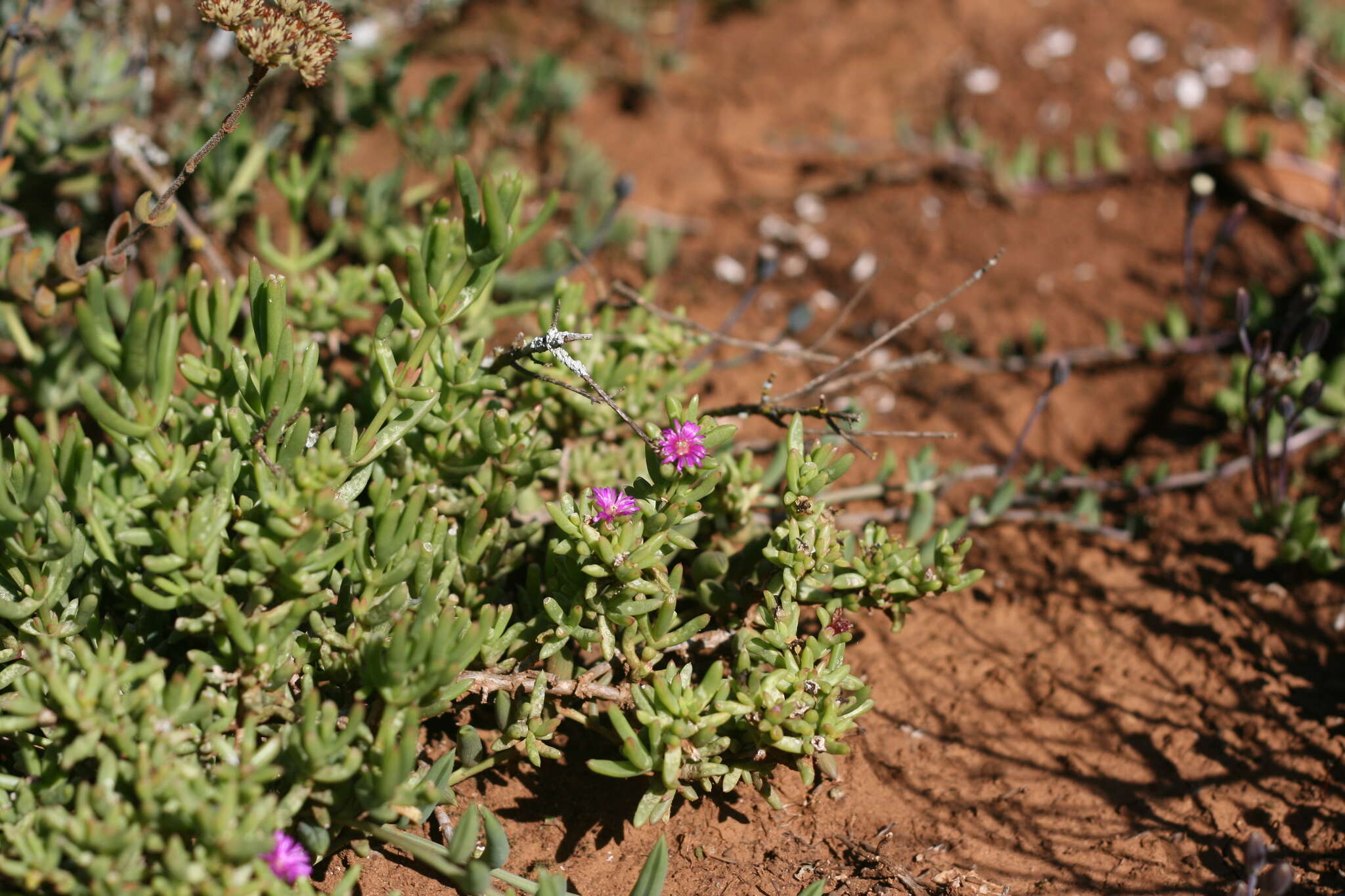 Imagem de Delosperma vernicolor L. Bol.