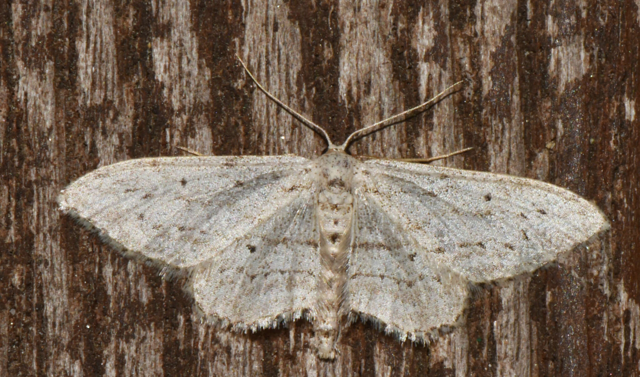 Imagem de Idaea calunetaria Staudinger 1859