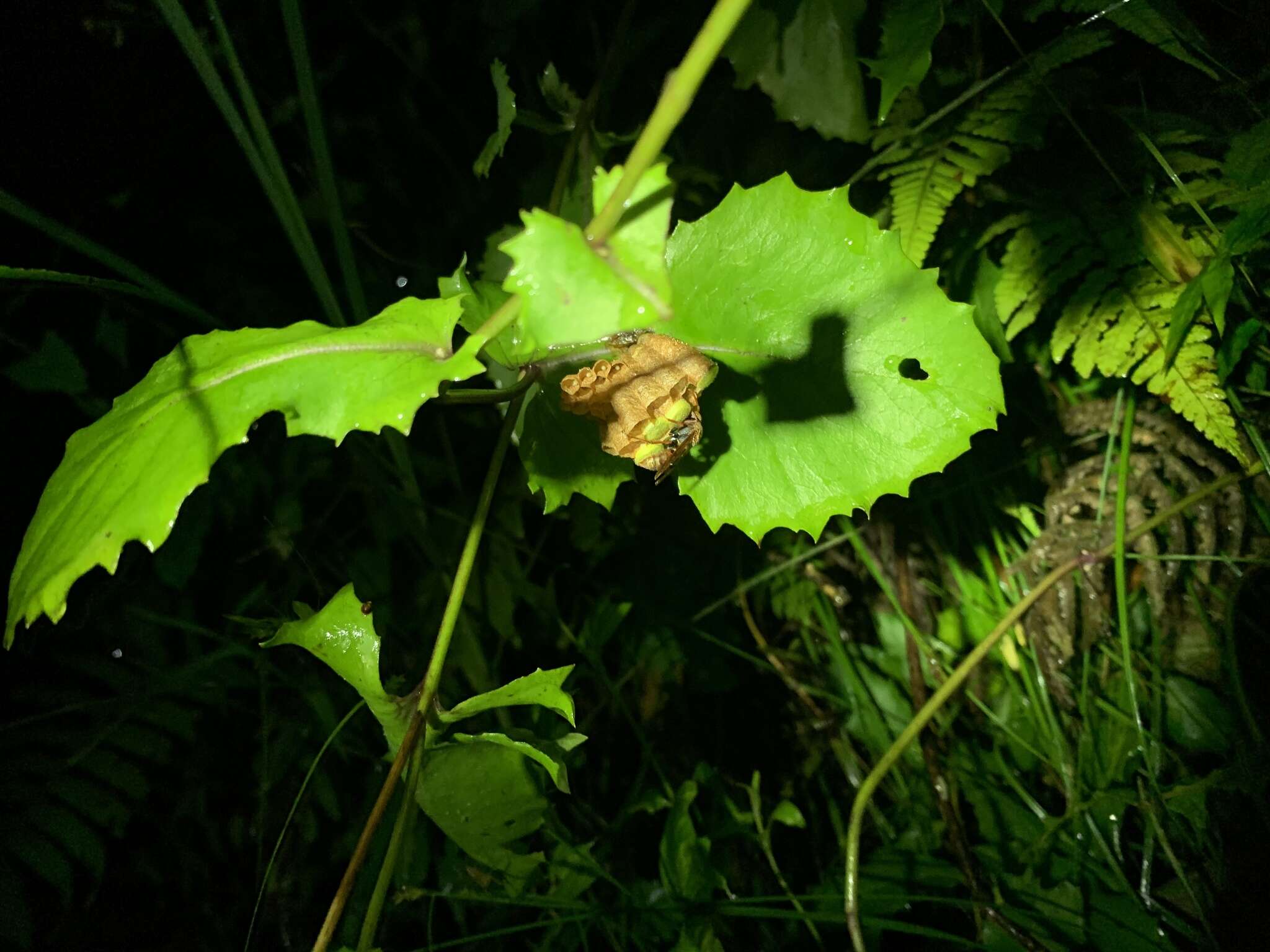 Image of Polistes takasagonus Sonan 1943