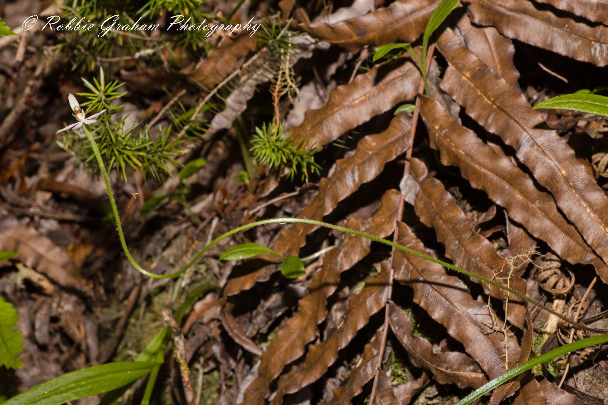 Image de Caladenia variegata Colenso