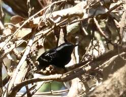 Image of Black-bellied Antwren