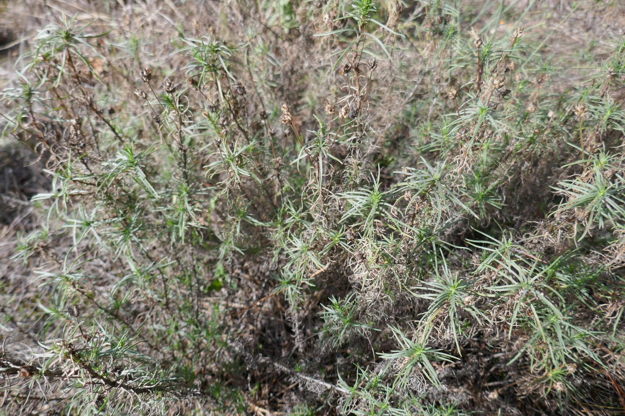 Image of Shrubby Plantain
