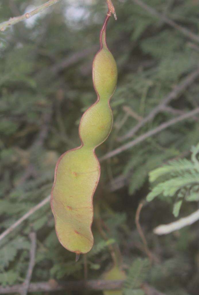 Image of Senegalia occidentalis (Rose) Britton & Rose