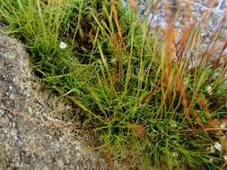 Image of distichium moss