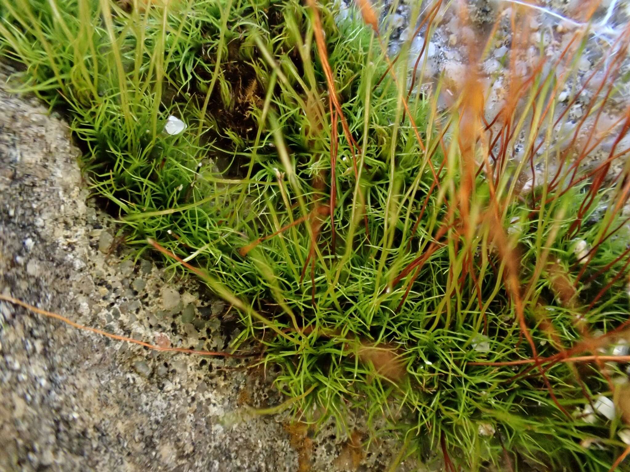 Image of distichium moss