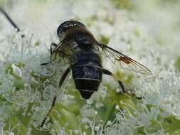 Слика од Eristalis rupium Fabricius 1805