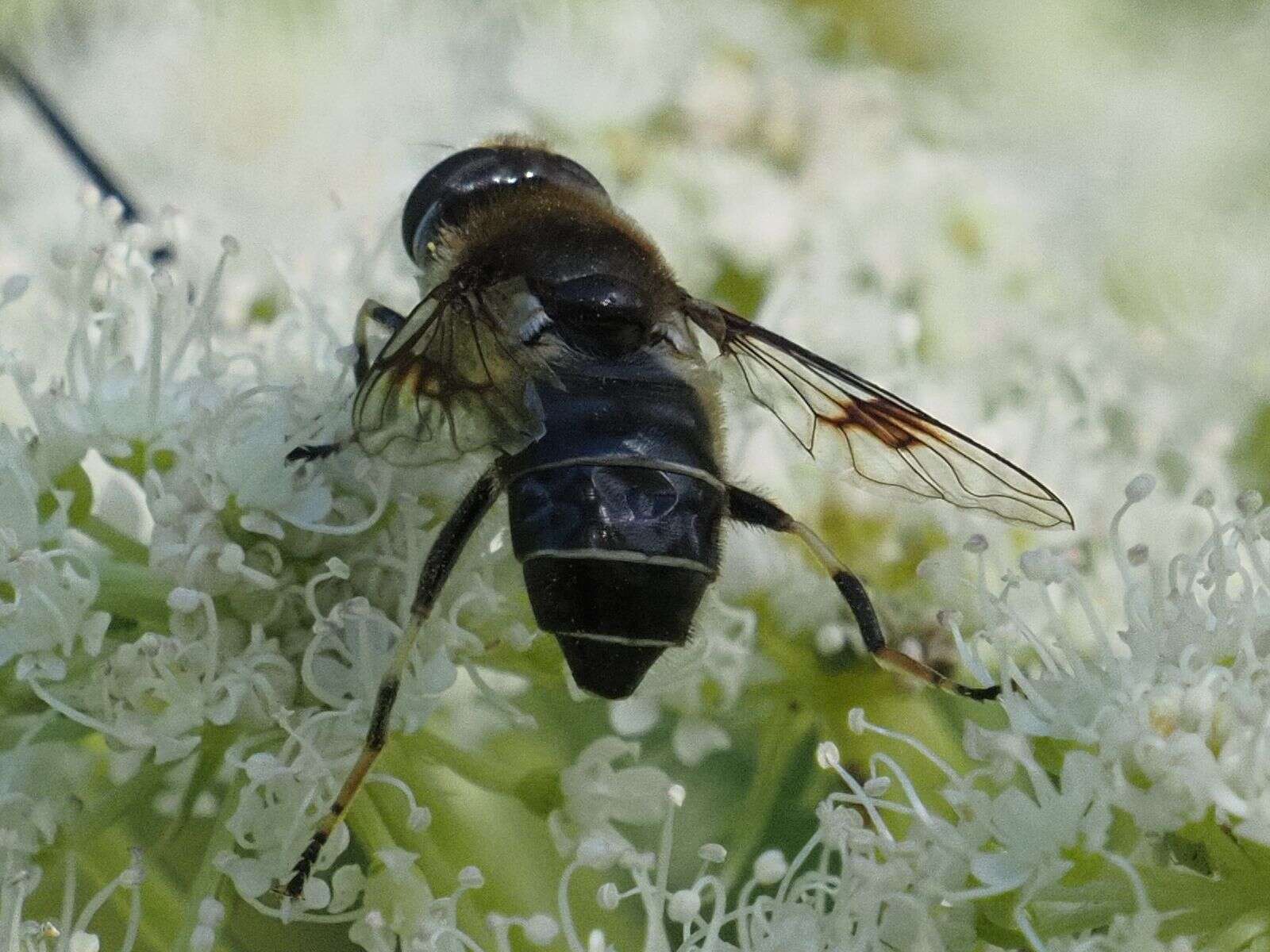 Image of Eristalis rupium Fabricius 1805