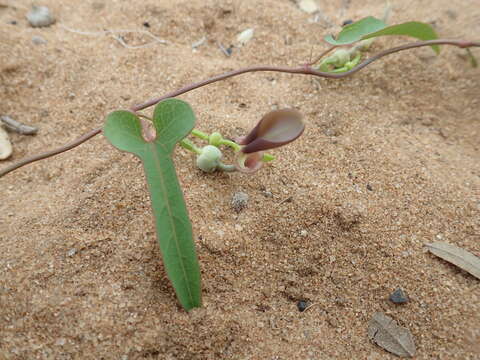 Image of Scrambling dutchman's pipe