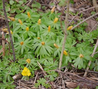 Image of eranthis