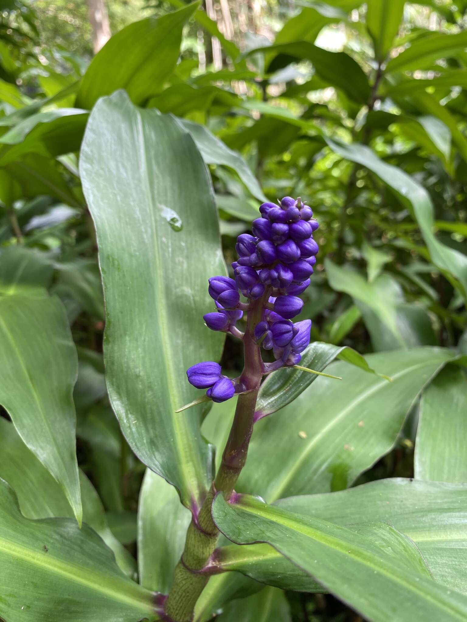 Image of Blue ginger