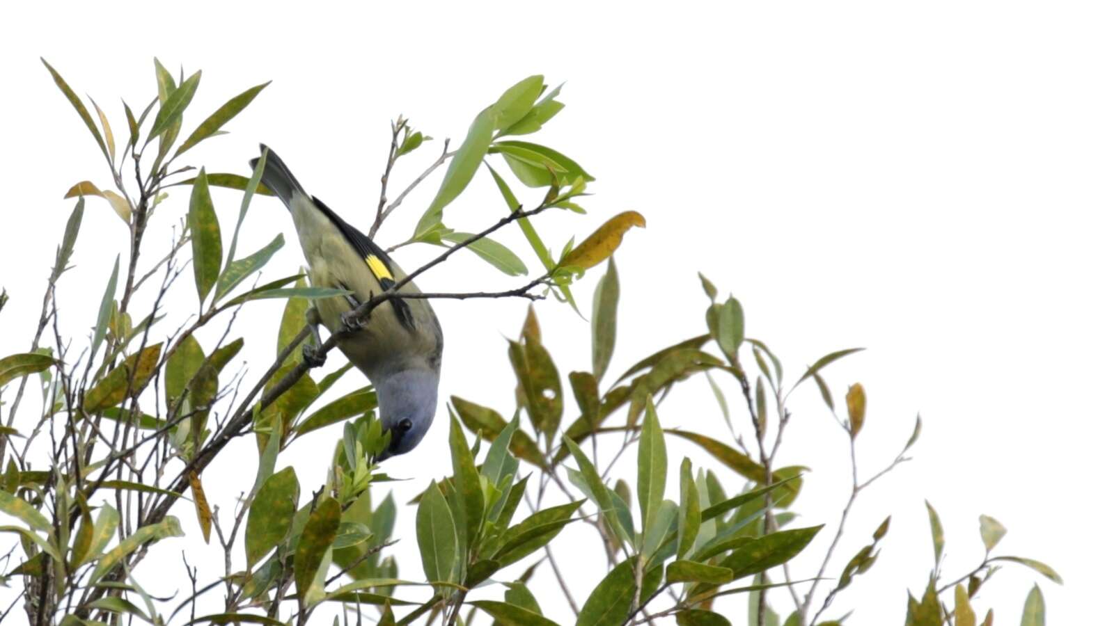 Image of Yellow-winged Tanager