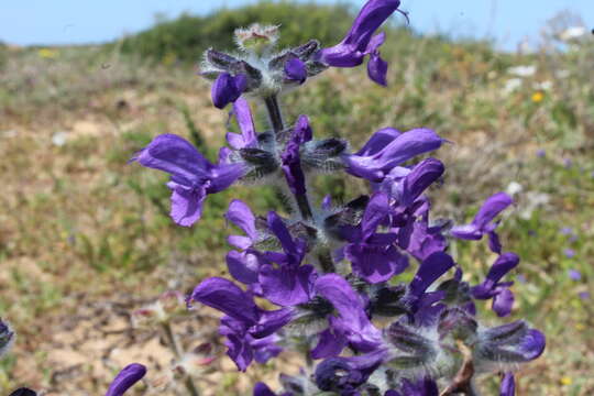 Imagem de Salvia lanigera Poir.