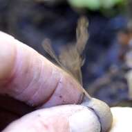 Image of Sessile Earthstar