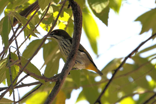 Image of Yellow-vented Flowerpecker