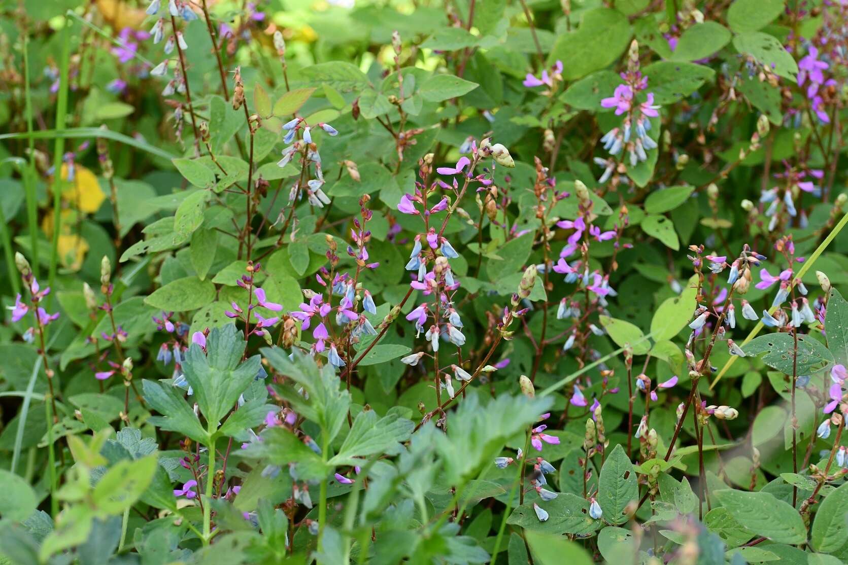 Plancia ëd Desmodium pringlei S. Watson