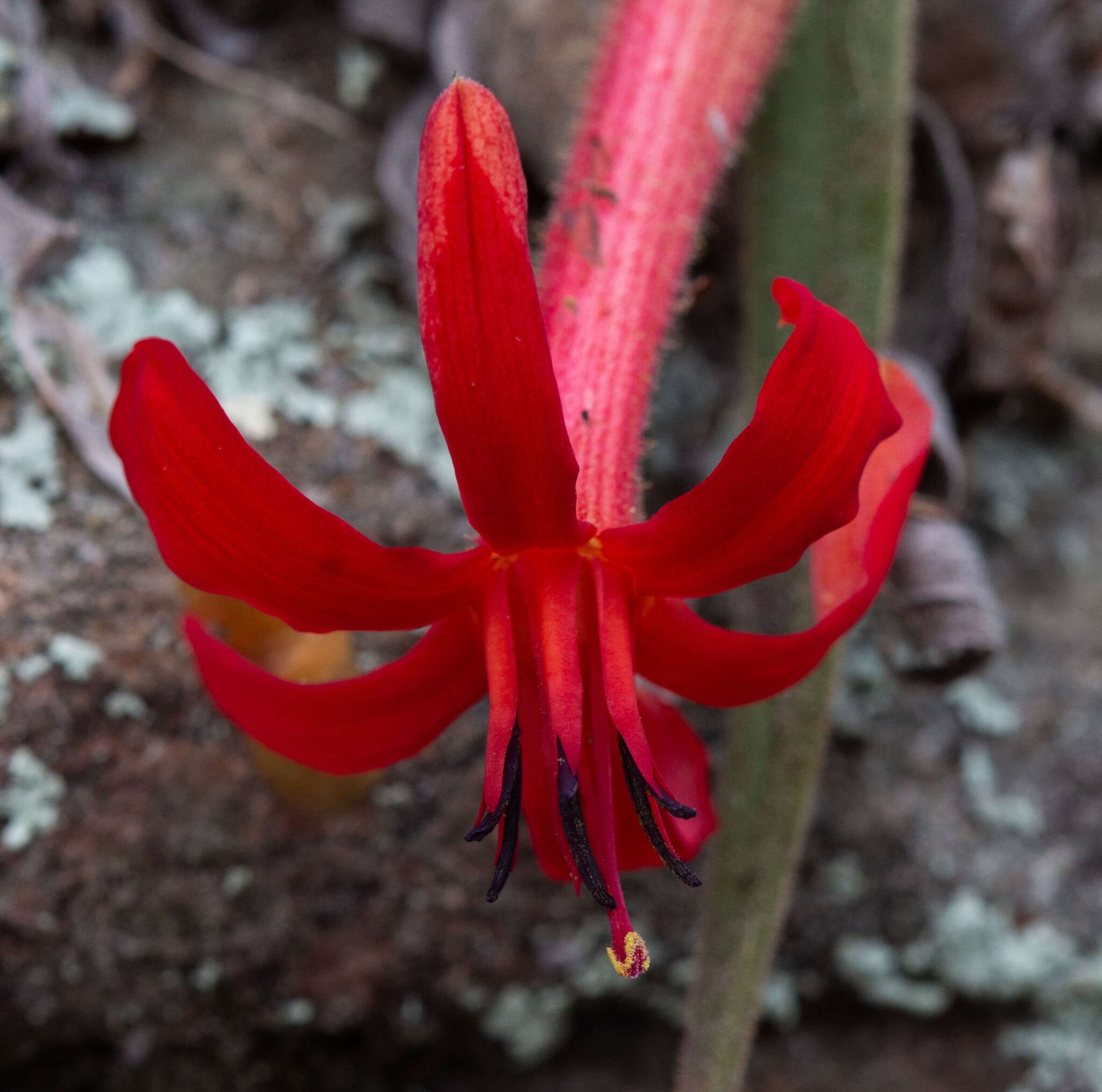 Image of Barbacenia tomentosa Mart.