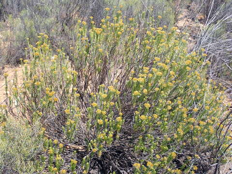 Imagem de Helichrysum hamulosum DC.