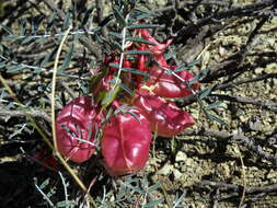 Image de Lessertia frutescens subsp. frutescens