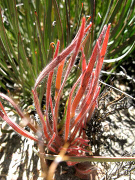 Image of Protea intonsa Rourke