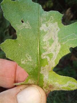 Image of Stigmella ogygia (Meyrick 1889) Dugdale 1988