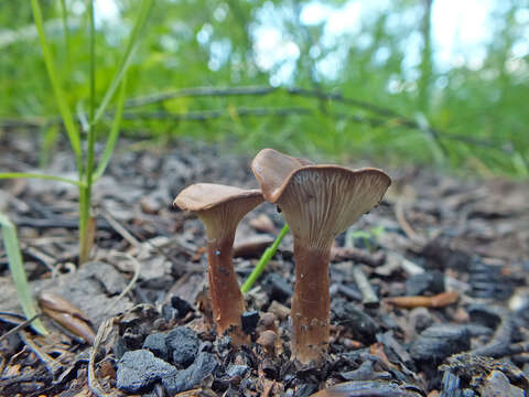 Image of Bonomyces