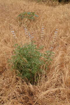 Image of longleaf bush lupine