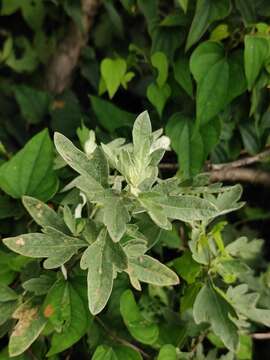 Image of Artemisia argyi H. Lév. & Vaniot