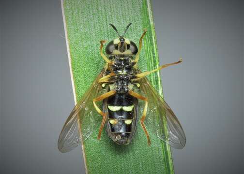 Image de Chrysotoxum vernale Loew 1841