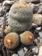 Image of Epithelantha greggii subsp. polycephala