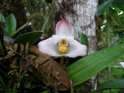 Sivun Maxillaria grandiflora (Kunth) Lindl. kuva