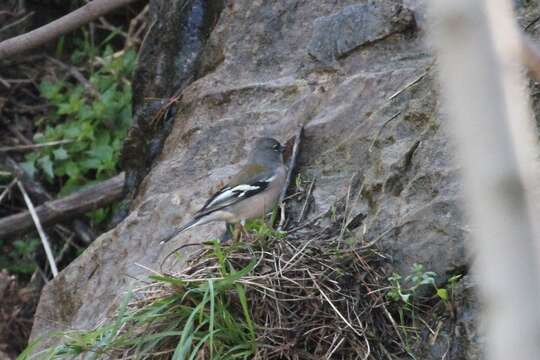 Image of Fringilla coelebs africana Levaillant & J 1850