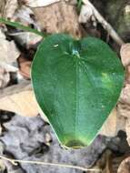 Imagem de Alocasia cucullata (Lour.) G. Don