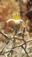 Image of Lactuca orientalis (Boiss.) Boiss.