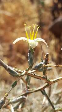 Image of Lactuca orientalis (Boiss.) Boiss.