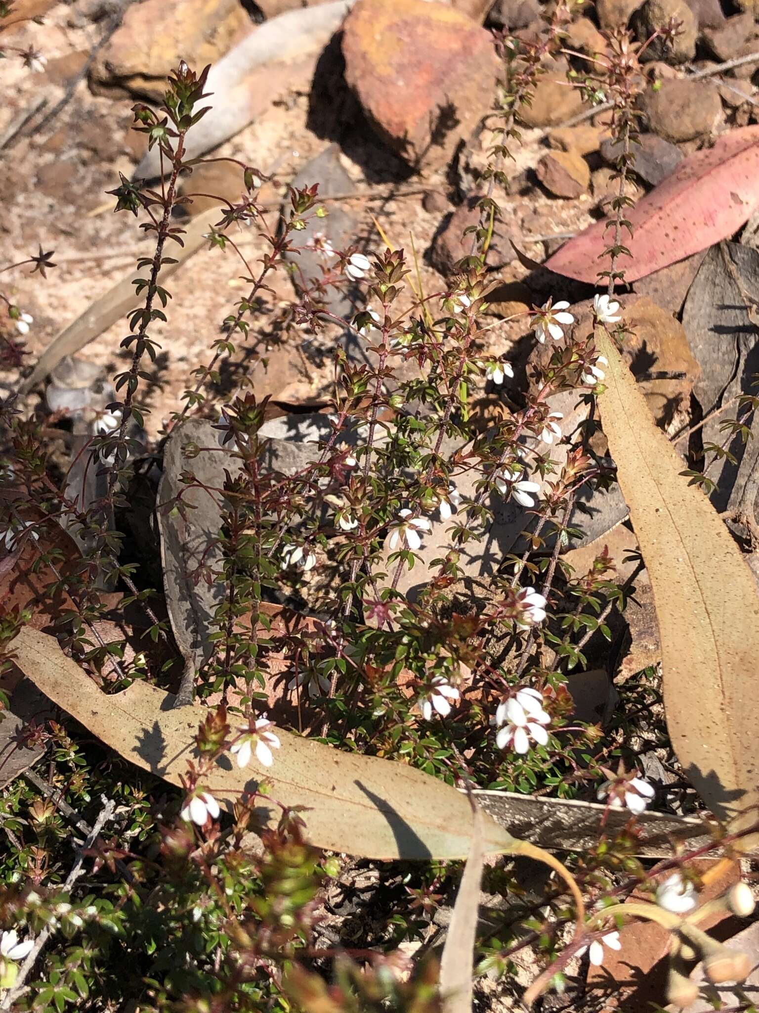 Sivun Bauera microphylla Sieber ex DC. kuva