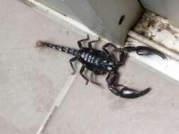 Image of Asian Forest Scorpion