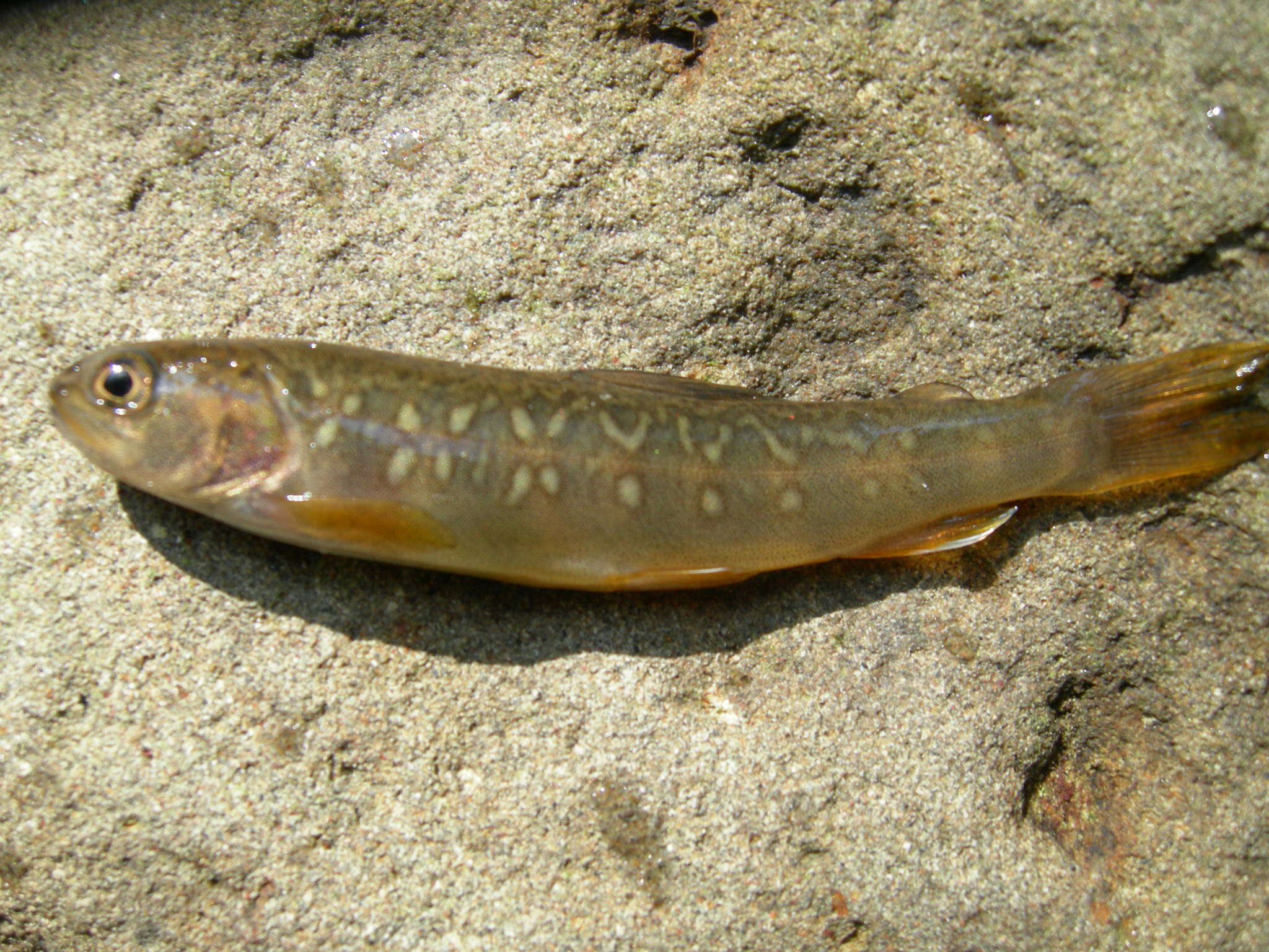 Image of Southern Dolly Varden