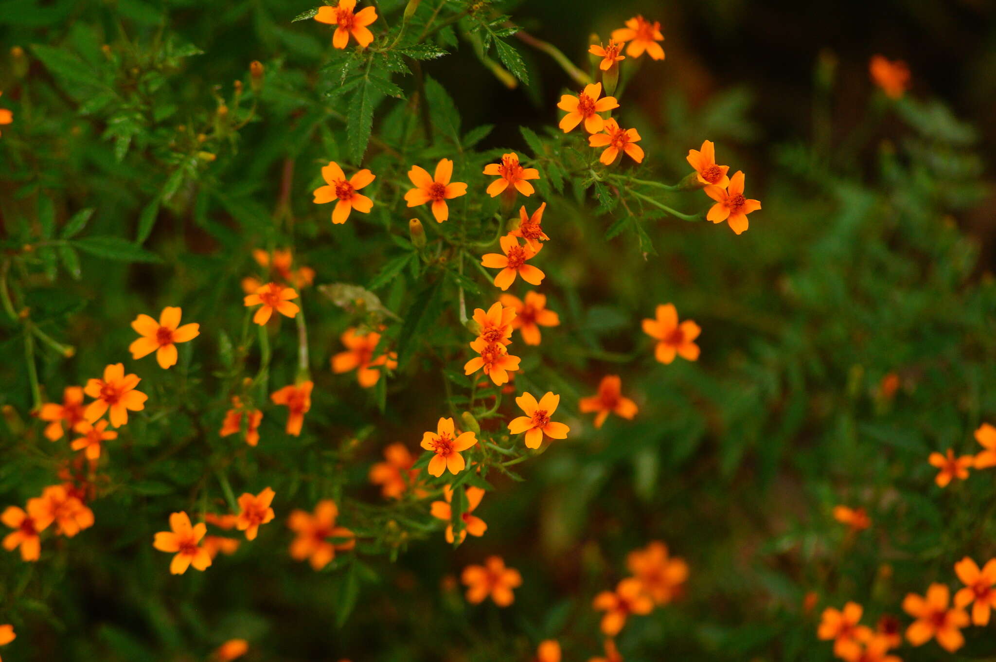 Tagetes tenuifolia Cav. resmi