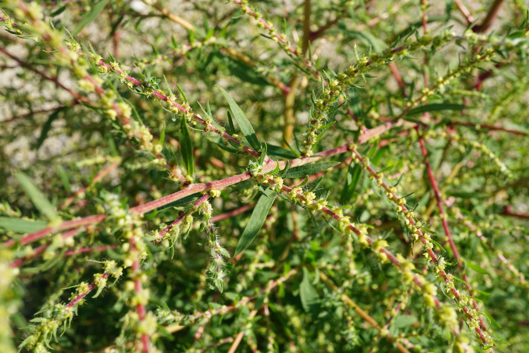 Image of Bassia scoparia subsp. densiflora (Turcz. ex Aellen) S. Cirujano & M. Velayos