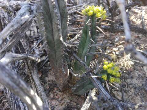 Слика од Euphorbia nesemannii R. A. Dyer